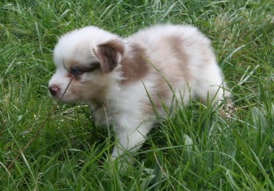 Les chiots de Berger Australien
