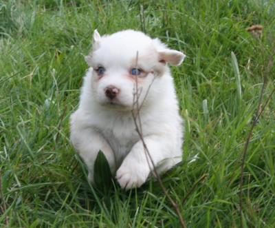 Les chiots de Berger Australien