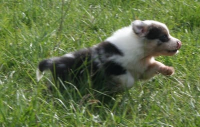 Les chiots de Berger Australien
