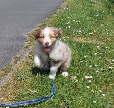 Les chiots de Berger Australien