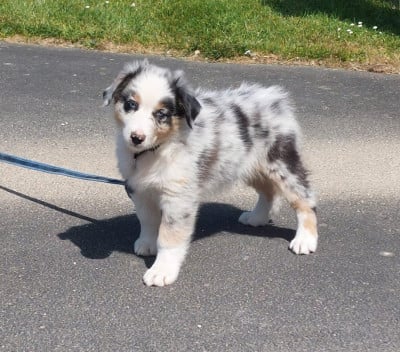 Les chiots de Berger Australien