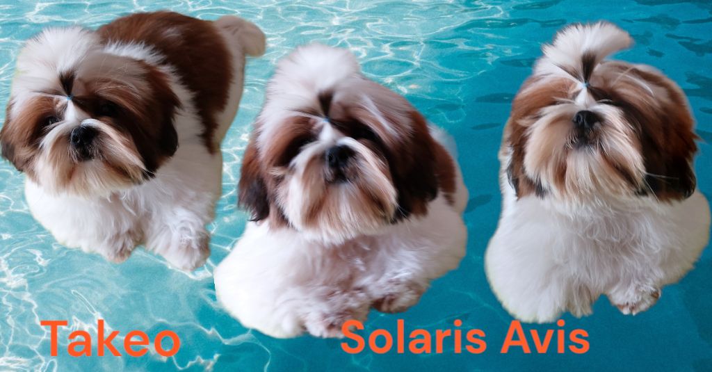 solaris avis Y'paparazzi dit takeo