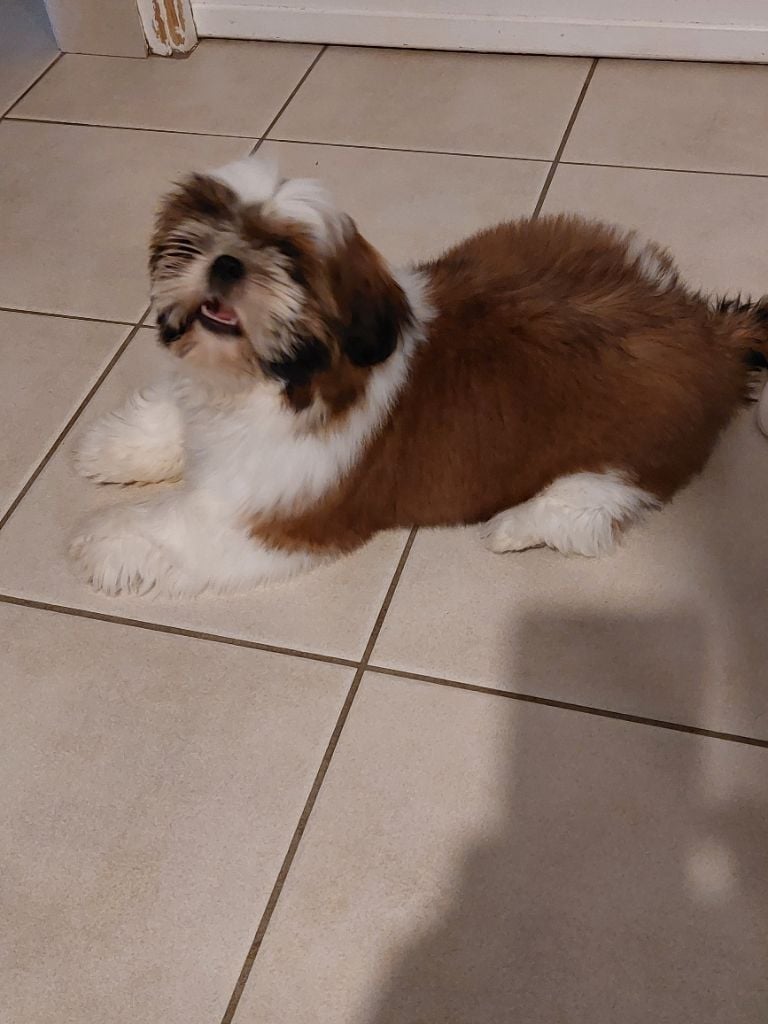 solaris avis Y'marengo dit tess