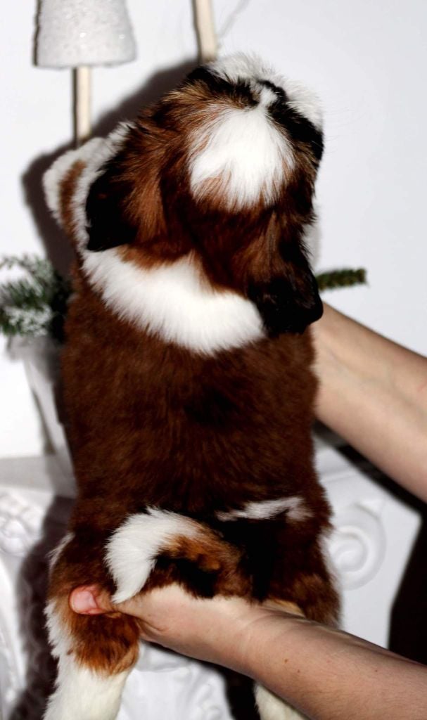 solaris avis Y'paparazzi dit takeo