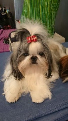 Publication : Des Trésors De Kailash Auteur : GAUTHIER OSSANT NATHALIE