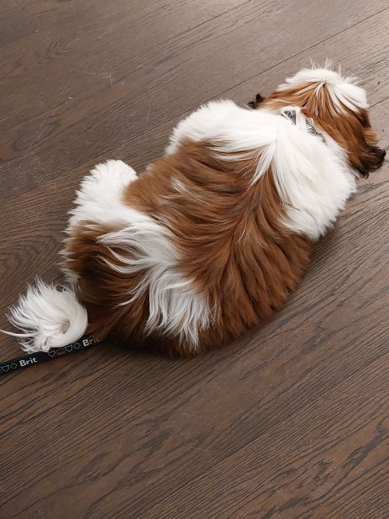 solaris avis Y'paparazzi dit takeo