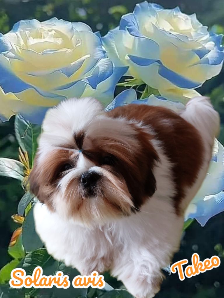 solaris avis Y'paparazzi dit takeo