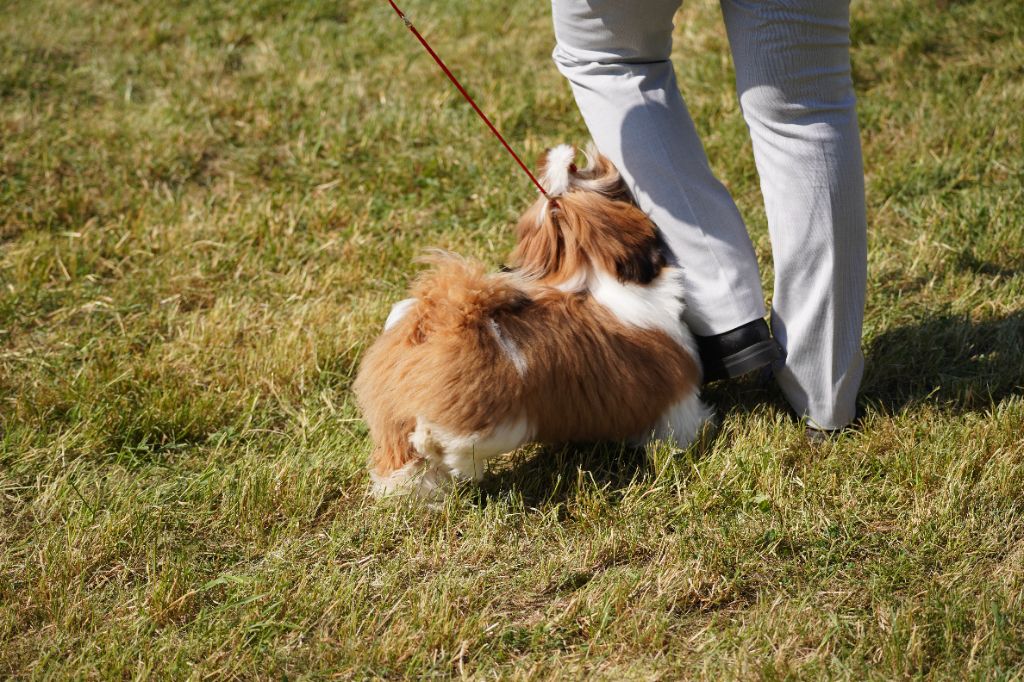 solaris avis Y'marengo dit tess