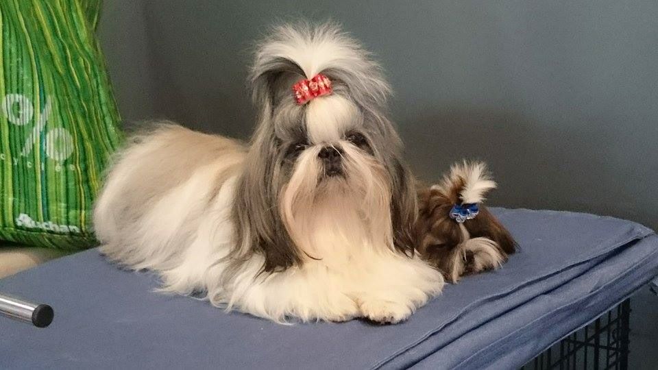 Publication : Des Trésors De Kailash Auteur : GAUTHIER OSSANT NATHALIE