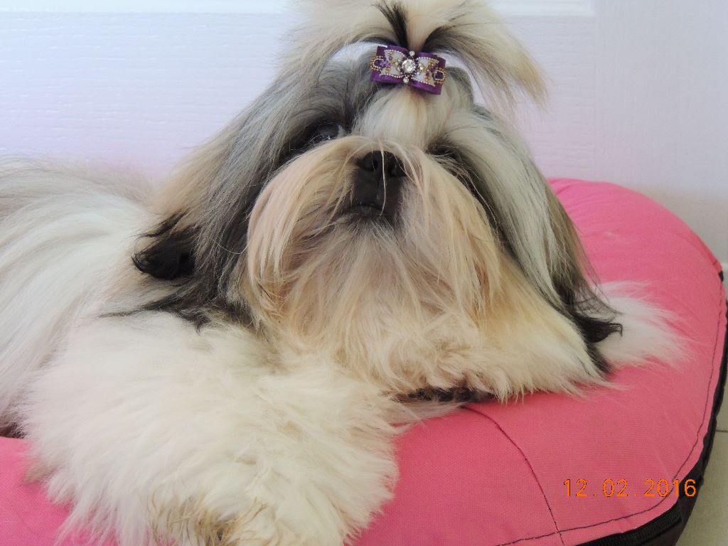 Publication : Des Trésors De Kailash Auteur : GAUTHIER OSSANT NATHALIE