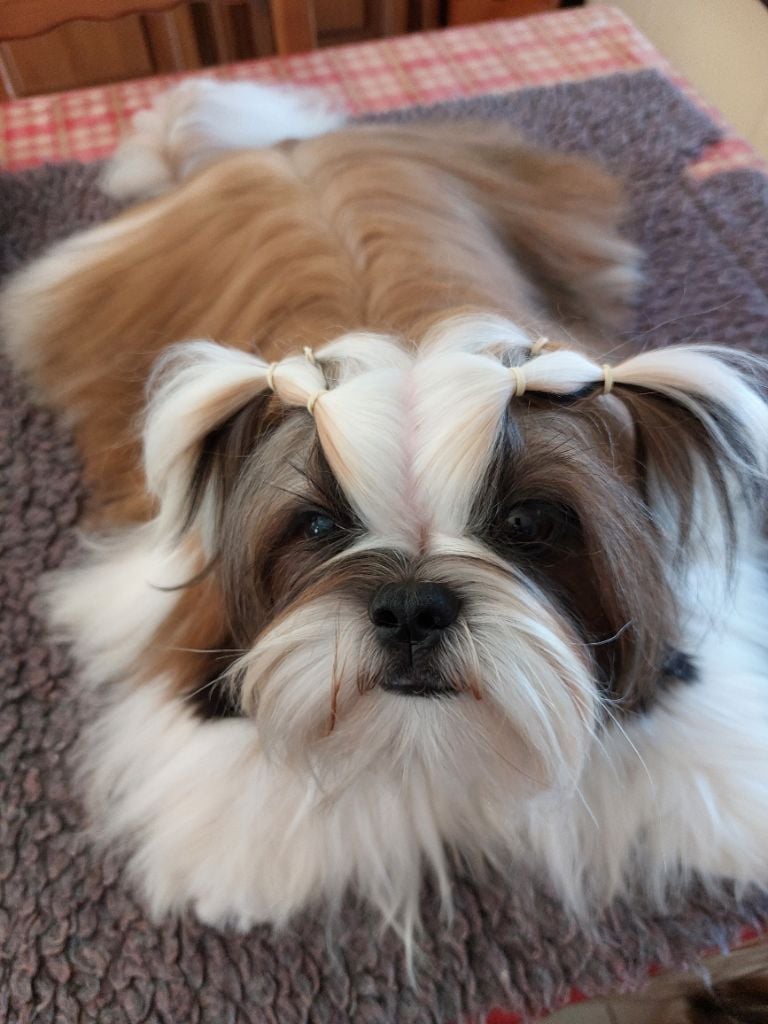 solaris avis Y'marengo dit tess