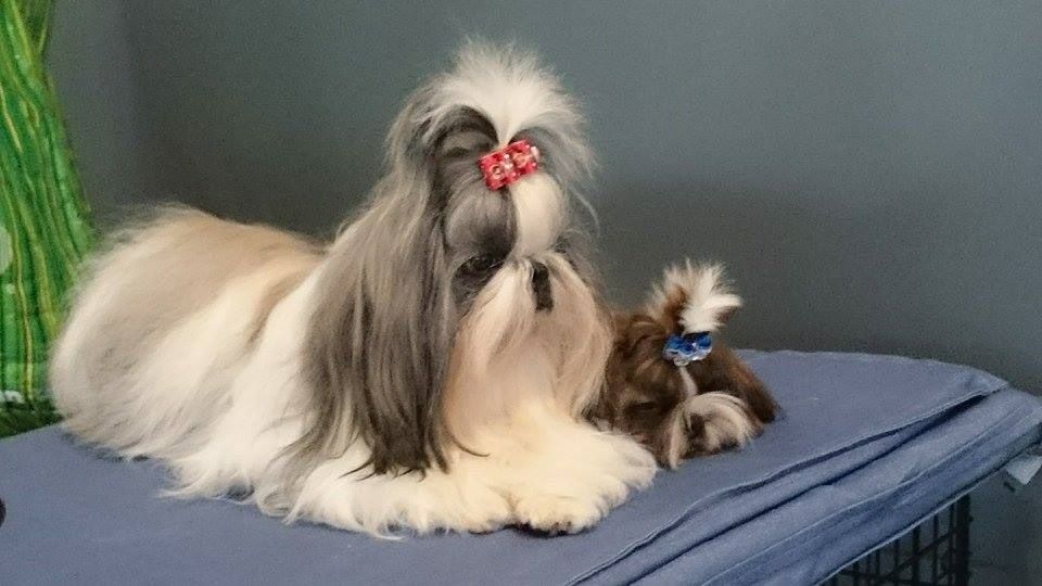 Publication : Des Trésors De Kailash Auteur : GAUTHIER OSSANT NATHALIE