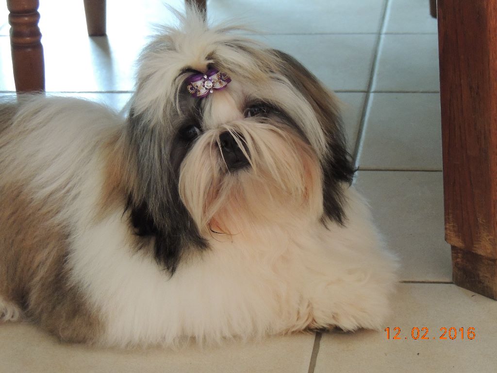 Publication : Des Trésors De Kailash Auteur : GAUTHIER OSSANT NATHALIE