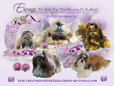 Des Trésors De Kailash