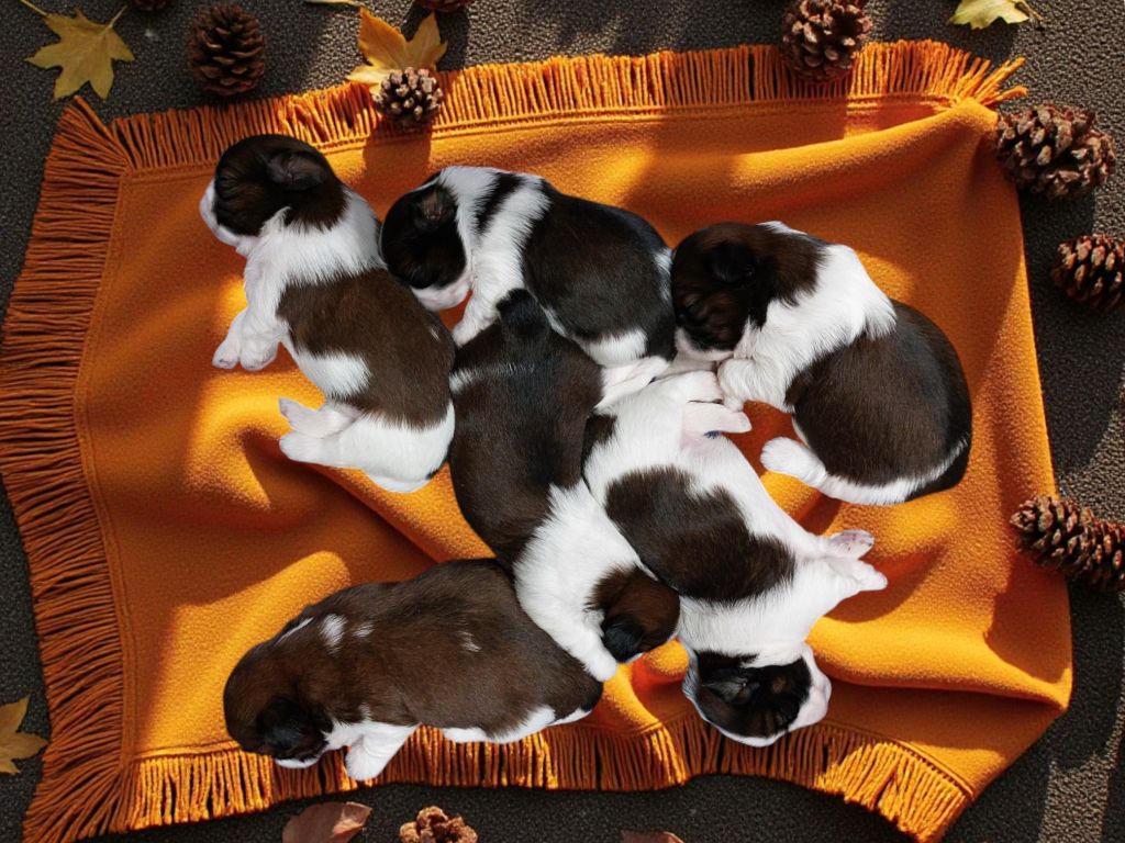 Shih Tzu - Des Trésors De Kailash