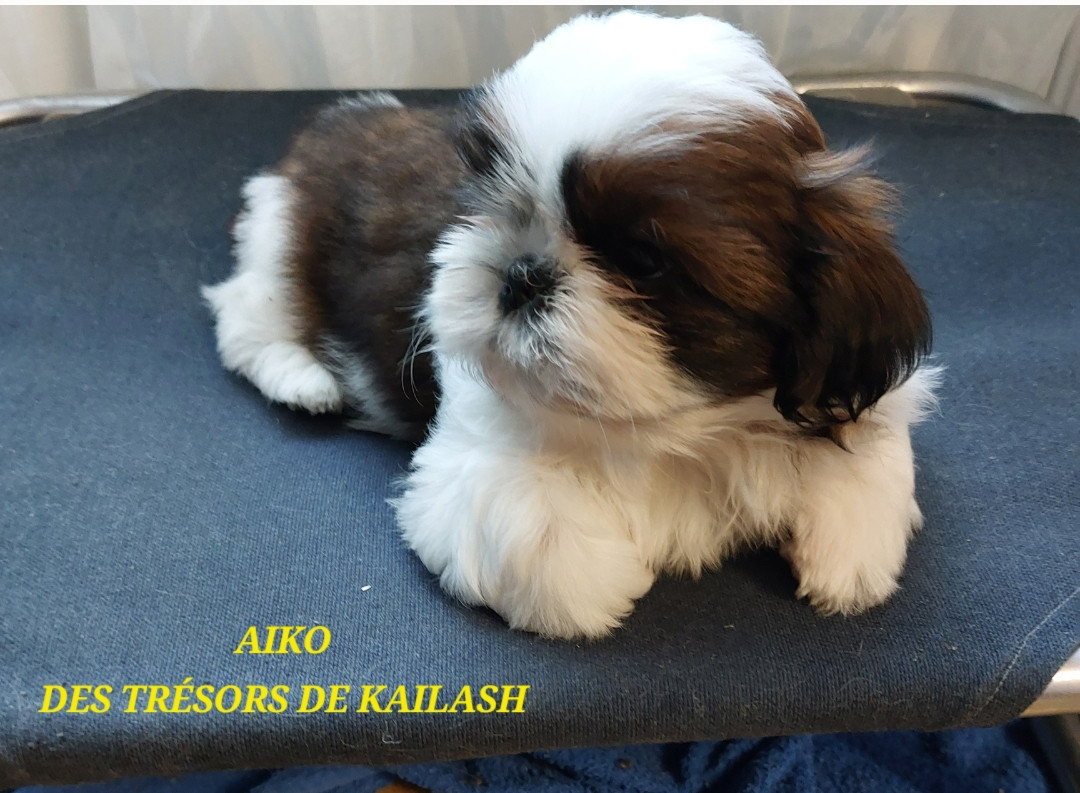 AÏKO DES TRESORS DE KAÏLASH MALE 02