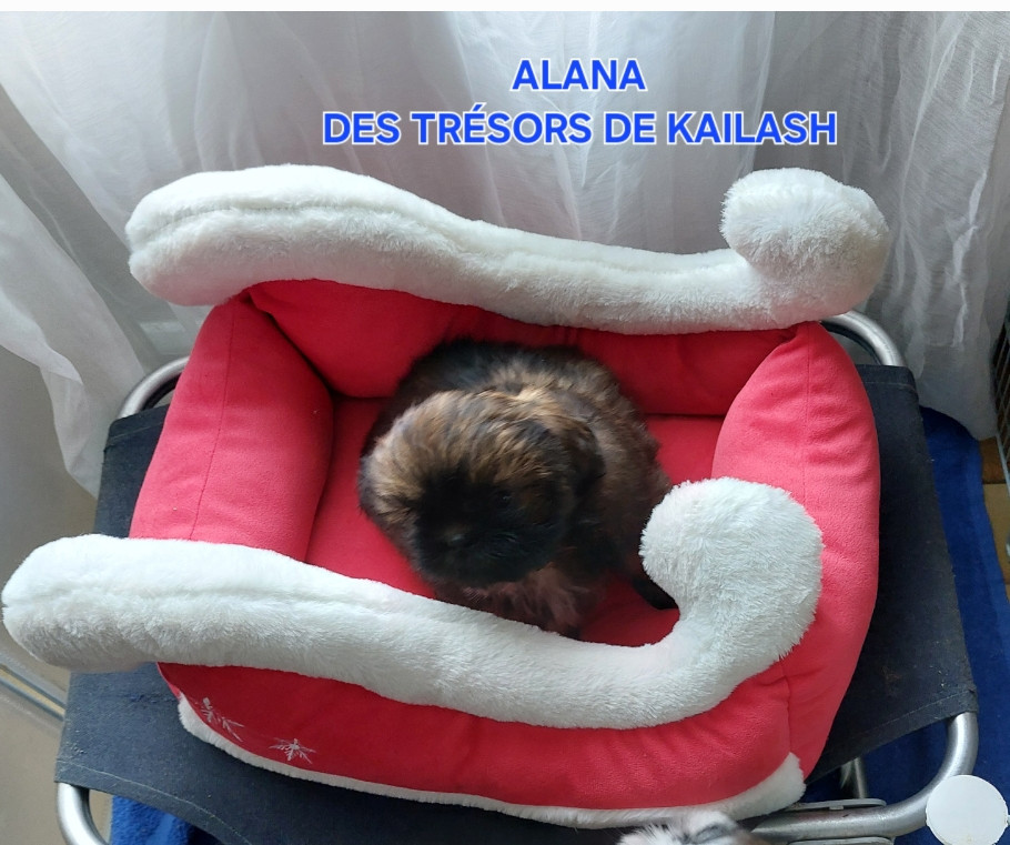 ALANA MEI LAN collier orange