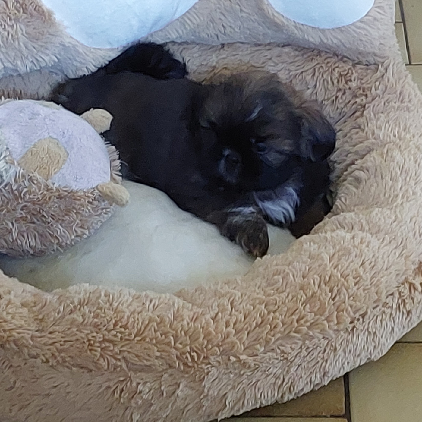 AIMEE MEI LAN DES TRESORS DE KAÏLASH