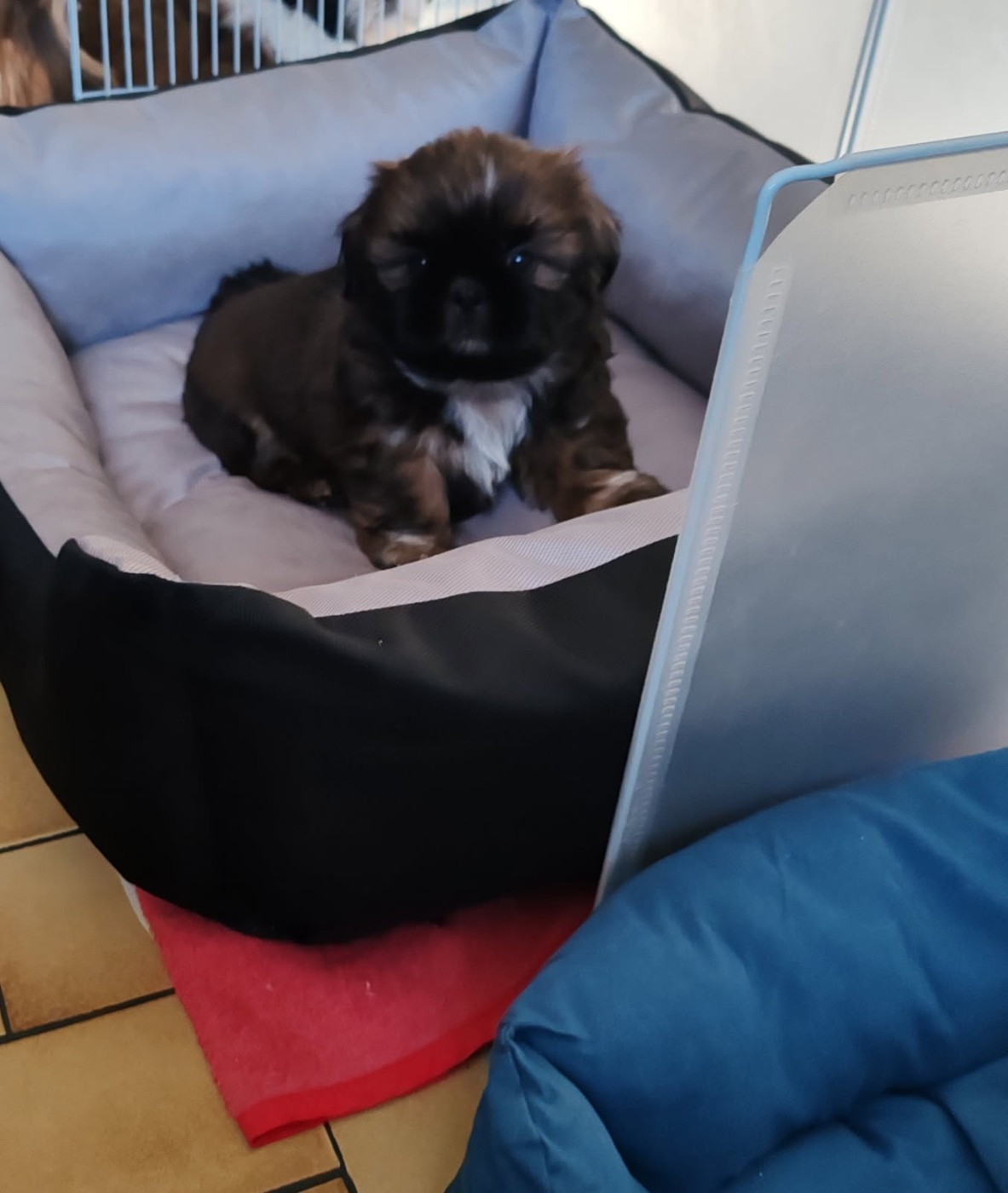 AIMEE MEI LAN DES TRESORS DE KAÏLASH