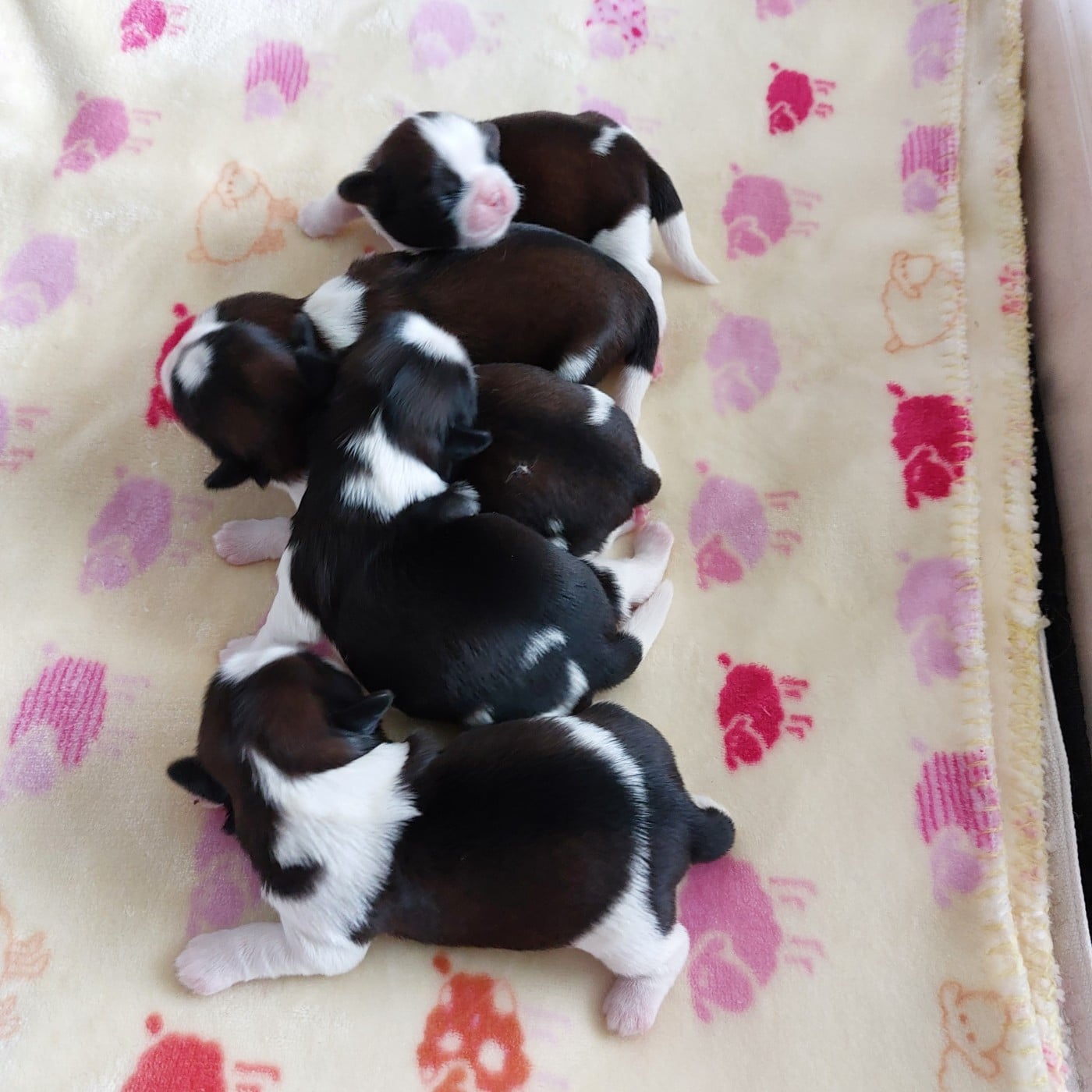 CHIOT 2 - Shih Tzu