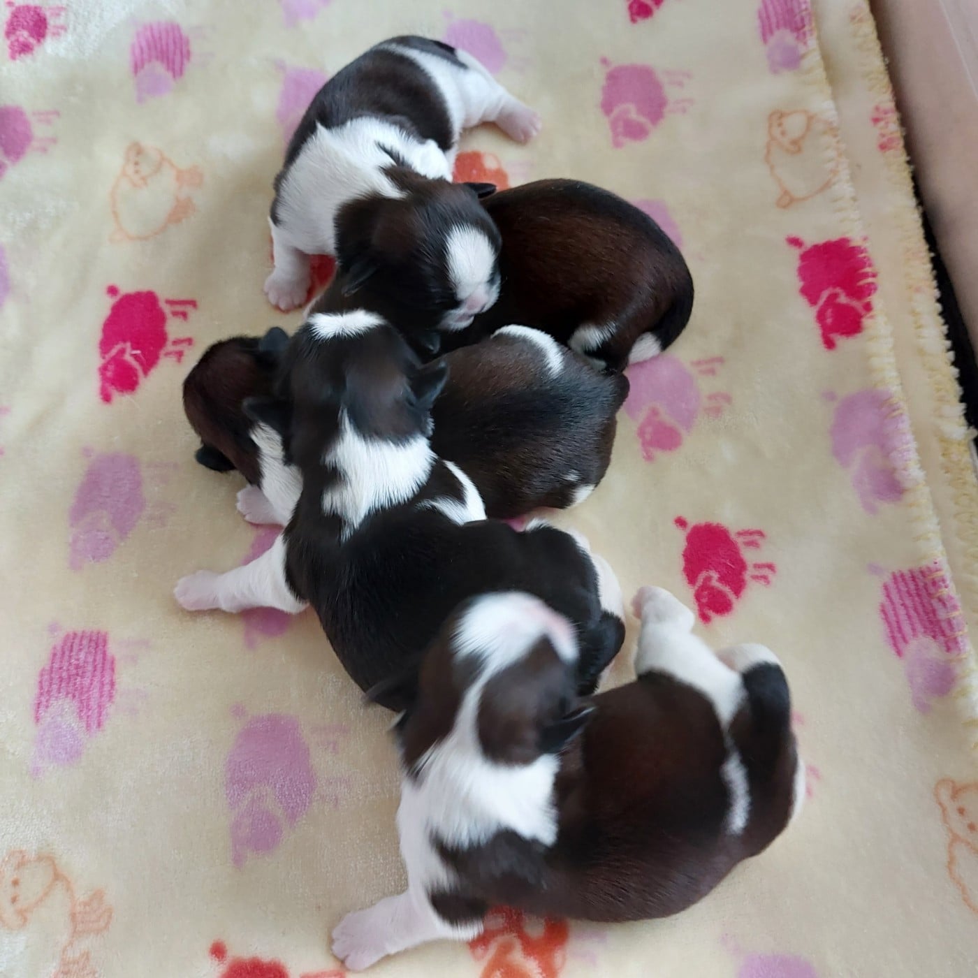 CHIOT 4 - Shih Tzu