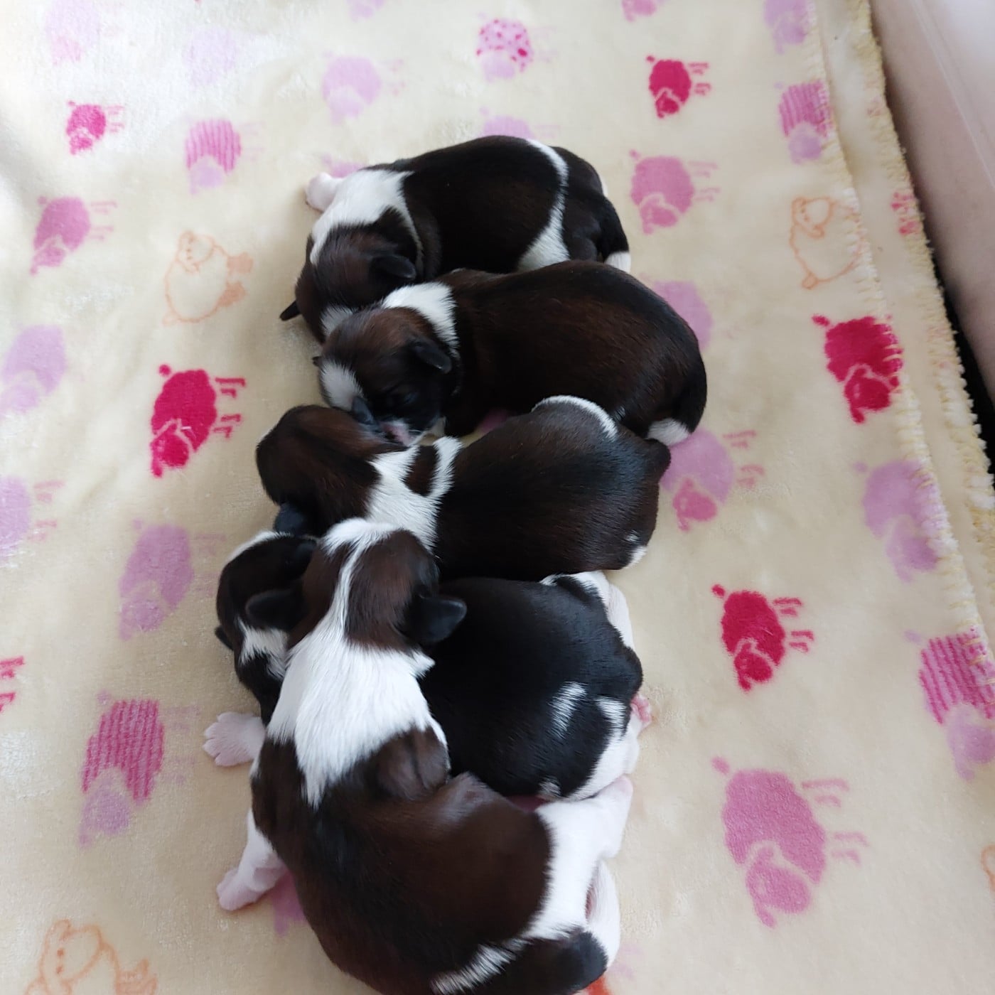 CHIOT 5 - Shih Tzu