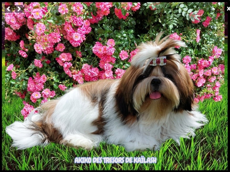 Shih Tzu - Des Trésors De Kailash