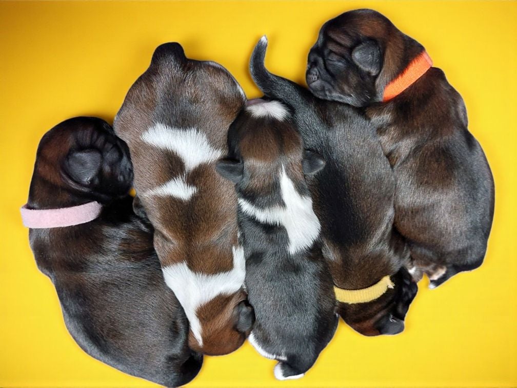 Shih Tzu - Des Trésors De Kailash