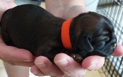 Les chiots de Shih Tzu
