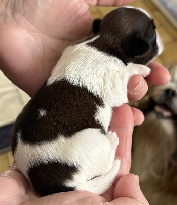 Les chiots de Shih Tzu