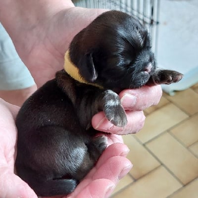 Les chiots de Shih Tzu