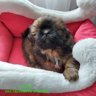 Les chiots de Shih Tzu
