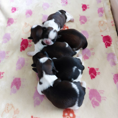 Les chiots de Shih Tzu
