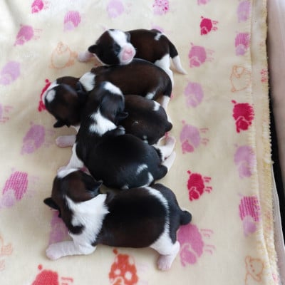 Les chiots de Shih Tzu