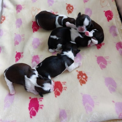 Les chiots de Shih Tzu
