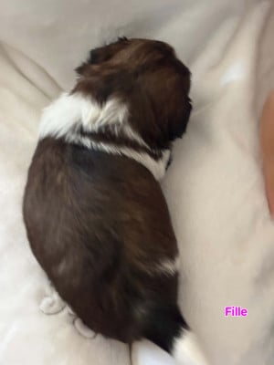 Les chiots de Shih Tzu