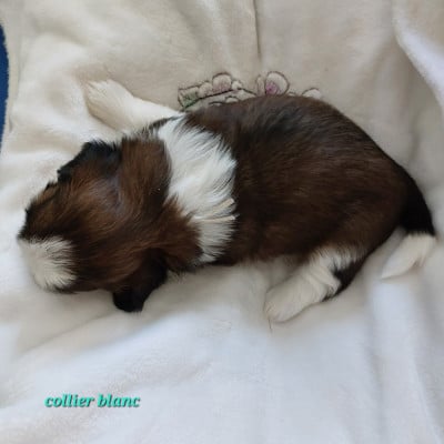 Les chiots de Shih Tzu