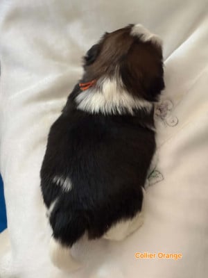 Les chiots de Shih Tzu