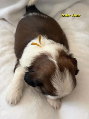 Les chiots de Shih Tzu
