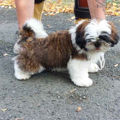 Shih Tzu