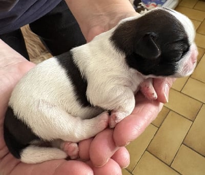 Les chiots de Shih Tzu