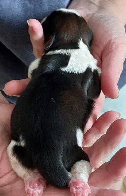 Les chiots de Shih Tzu