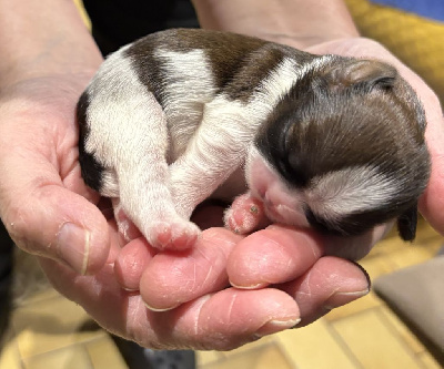 Les chiots de Shih Tzu