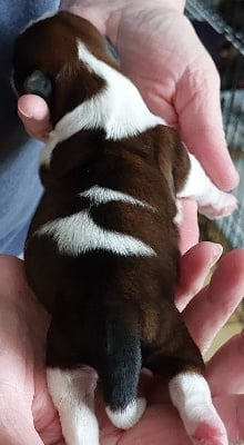 Les chiots de Shih Tzu