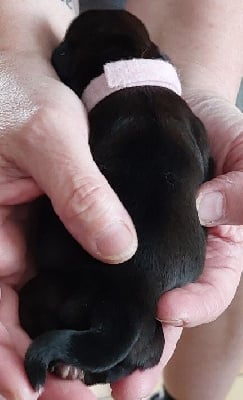 Les chiots de Shih Tzu