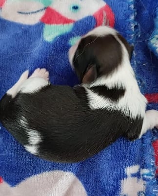 Les chiots de Shih Tzu