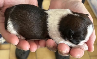 Les chiots de Shih Tzu