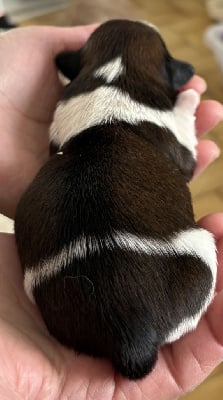 Les chiots de Shih Tzu