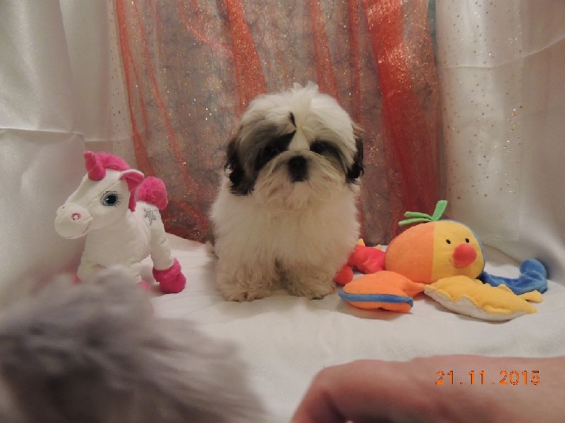 skazka imandri Rastislava - CLASSE BABY / 3 éme PROMETEUR