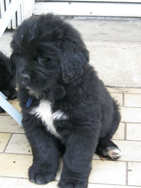 Génésis des Seigneurs de l'Odyssée